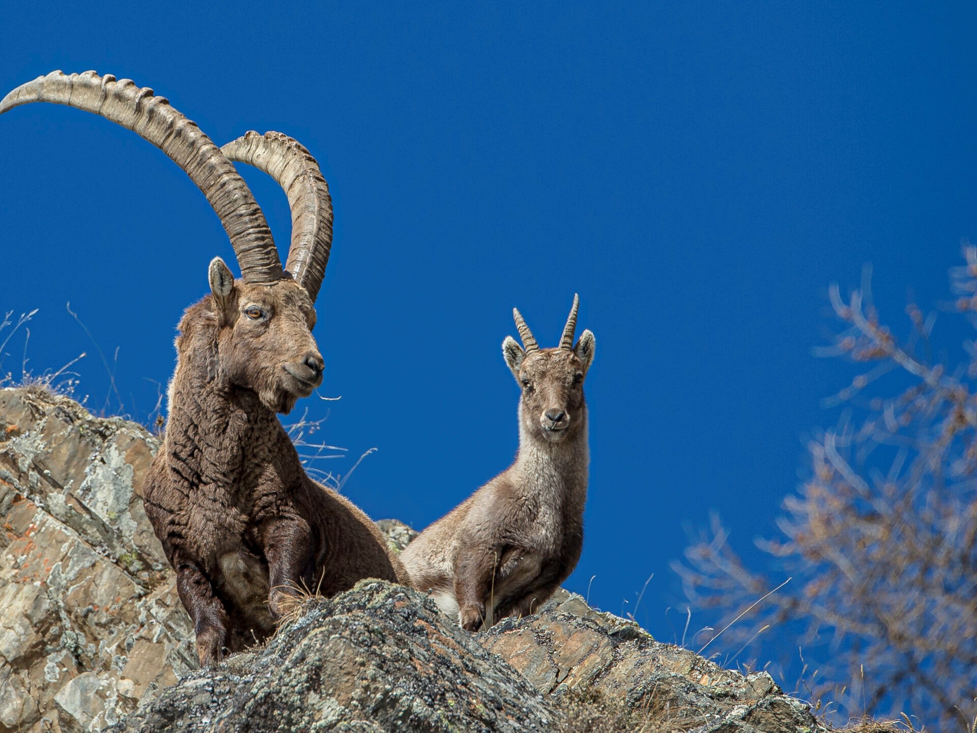 Gran Paradiso national park