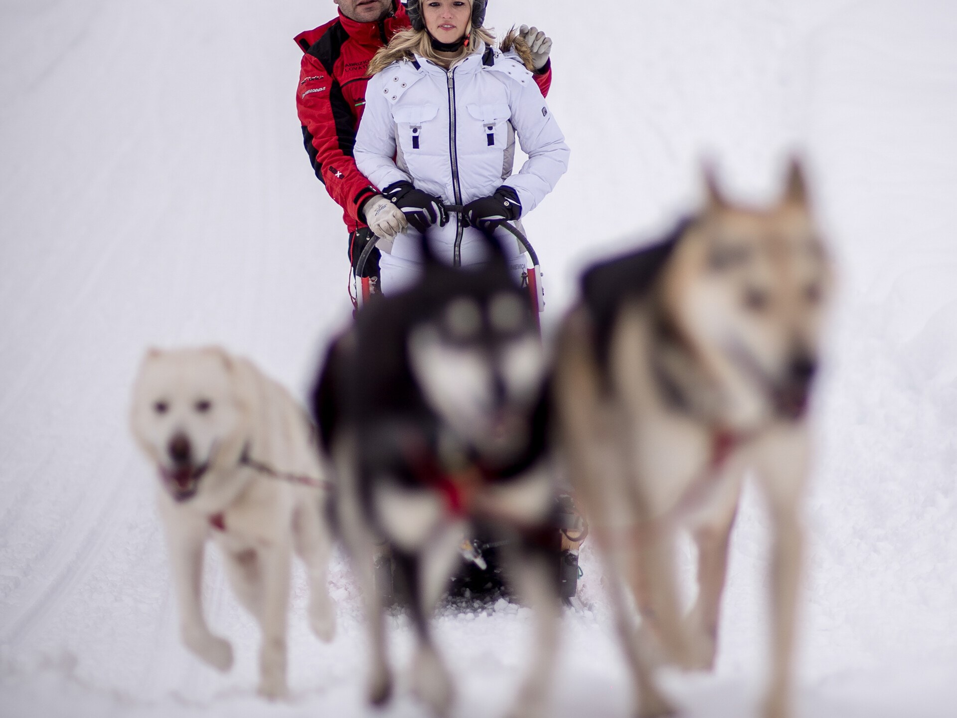 Traîneaux à chien