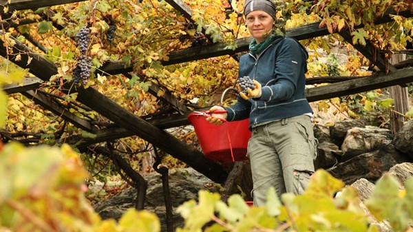 The wineyard path of Donnas